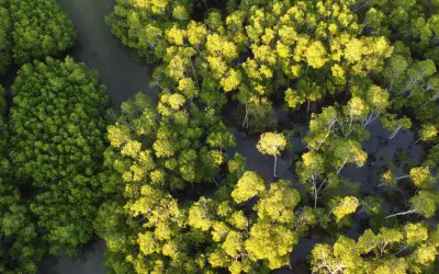 DENR opens 1.18 M hectare forest land for sustainable investments